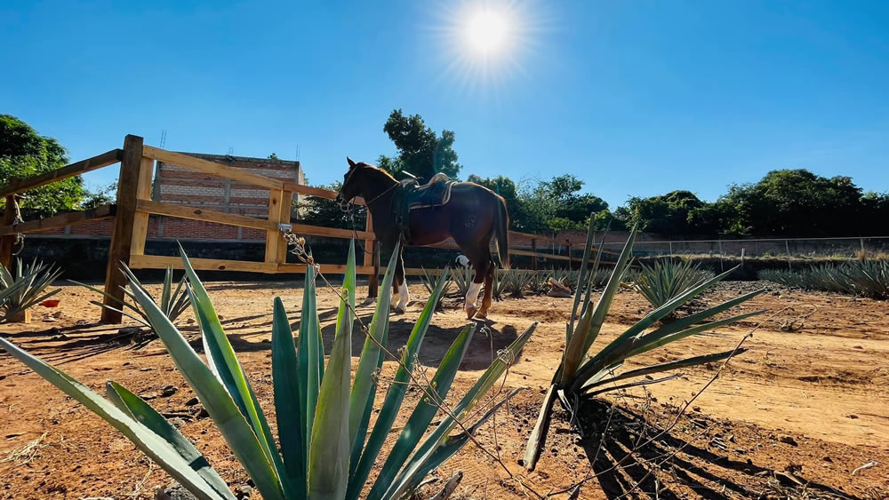 Agave Tours